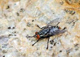 Attēlu rezultāti vaicājumam “Sarcophagidae”