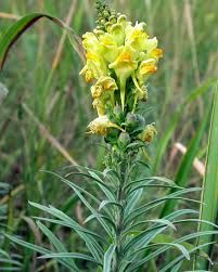 Attēlu rezultāti vaicājumam “Linaria loeselii”