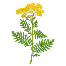 Attēlu rezultāti vaicājumam “Tanacetum vulgare flower”
