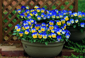 Image result for Viola wittrockiana