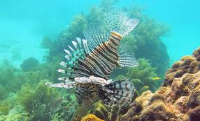 Image result for Pterois volitans