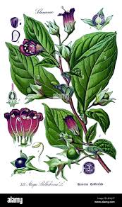 Image result for beladona