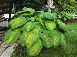 Image result for Hosta Warpaint