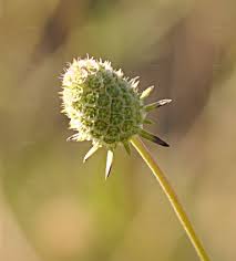Image result for Scabiosa canescens