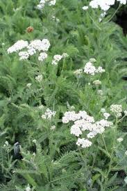 Attēlu rezultāti vaicājumam “Achillea salicifolia”