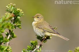 Attēlu rezultāti vaicājumam “Phylloscopus trochilus”