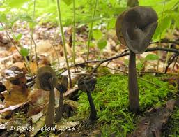 Attēlu rezultāti vaicājumam “Helvella atra”