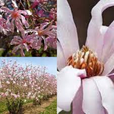 Attēlu rezultāti vaicājumam “Magnolia x loebneri”