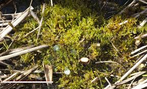 Attēlu rezultāti vaicājumam “Pseudocalliergon turgescens”