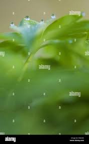 Attēlu rezultāti vaicājumam “Corydalis cava leaf”