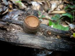 Attēlu rezultāti vaicājumam “Polyporus melanopus”
