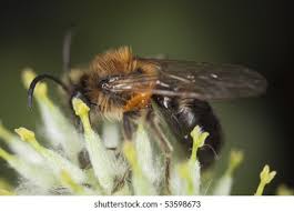 Attēlu rezultāti vaicājumam “Meloe sp. larva”