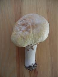 Attēlu rezultāti vaicājumam “Rozites caperata”