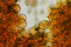 Attēlu rezultāti vaicājumam “Badhamia lilacina plasmodium”