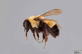 Attēlu rezultāti vaicājumam “Bombus”