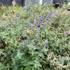 Attēlu rezultāti vaicājumam “Nepeta x faassenii leaf”