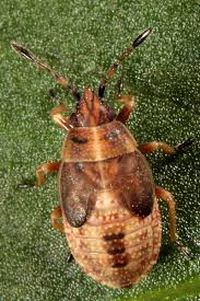 Attēlu rezultāti vaicājumam “Kleidocerys resedae”