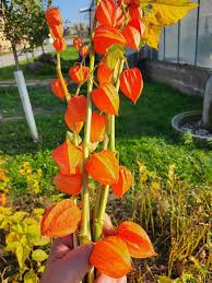 Image result for Lampionblume