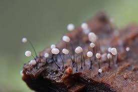 Attēlu rezultāti vaicājumam “Comatricha nigra”