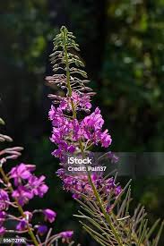 Attēlu rezultāti vaicājumam “Epilobium angustifolium bud”