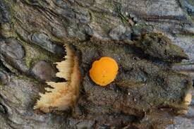 Attēlu rezultāti vaicājumam “Miladina lecithina”