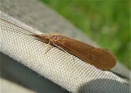 Attēlu rezultāti vaicājumam “Oecetis ochracea”