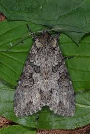 Attēlu rezultāti vaicājumam “Polia nebulosa”