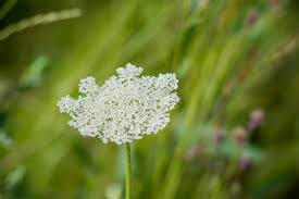 Image result for Pimpinella saxifraga
