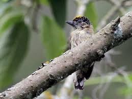 Attēlu rezultāti vaicājumam “Enteridium olivaceum young”