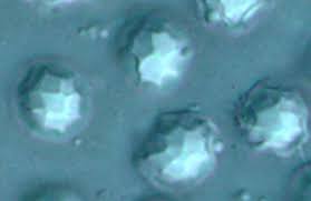 Attēlu rezultāti vaicājumam “Collaria rubens spores”