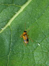 Attēlu rezultāti vaicājumam “Phyllobrotica quadrimaculata”