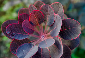 Attēlu rezultāti vaicājumam “Cotinus coggygria leaf”
