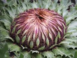 Attēlu rezultāti vaicājumam “Carlina biebersteinii flower”