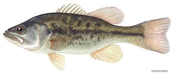 Image result for Micropterus salmoides
