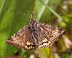 Attēlu rezultāti vaicājumam “Euclidia glyphica”