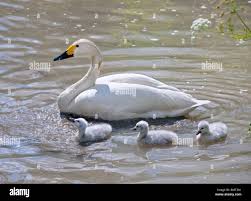 Attēlu rezultāti vaicājumam “Cygnus columbianus”