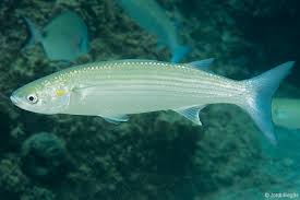 Image result for Chelon labrosus