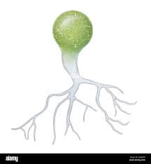 Attēlu rezultāti vaicājumam “Lycogala botrydium spores”