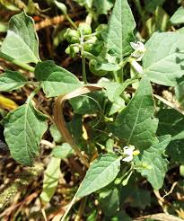 Attēlu rezultāti vaicājumam “Solanum nigrum”