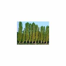 Attēlu rezultāti vaicājumam “Populus nigra Italica”