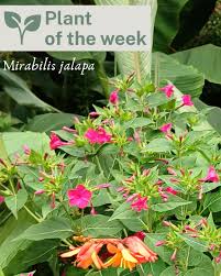 Image result for Mirabilis jalapa