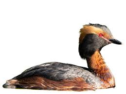 Image result for Podiceps auritus