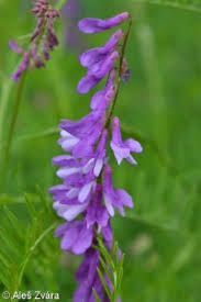 Attēlu rezultāti vaicājumam “Vicia tenuifolia”