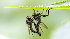 Attēlu rezultāti vaicājumam “Asilidae”