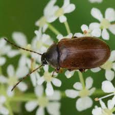 Attēlu rezultāti vaicājumam “Isomira murina”