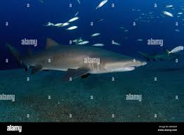 Image result for Carcharias taurus