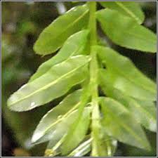 Attēlu rezultāti vaicājumam “Plagiomnium undulatum”