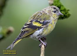Attēlu rezultāti vaicājumam “Carduelis spinus”