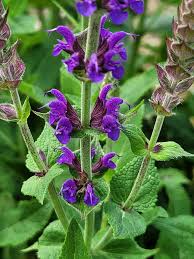 Attēlu rezultāti vaicājumam “Salvia nemorosa leaf”