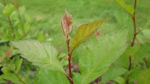 Attēlu rezultāti vaicājumam “Crataegus douglasii”